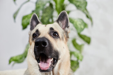 Curious German Shepherd explores indoor environment among lush green plants