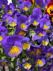 yellow and purple flowers