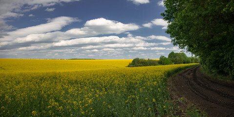 Picturesque landscape of the central part of Ukraine. Country road along the field. Reflection of clouds in a puddle. Flowering rapeseed in a forest.
