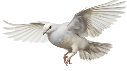 Fototapeta premium bird fly transparent background png
