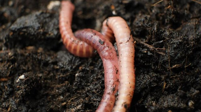Group of actively moving red earthworms macro.
