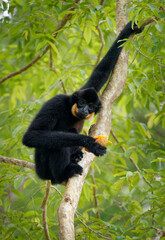 Yellow-cheeked or Golden-cheeked gibbon Nomascus (Hylobates) gabriellae in the tree,  diurnal and arboreal primate male native to Vietnam, Laos and Cambodia