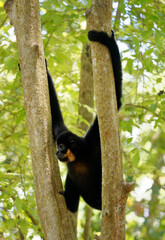 Yellow-cheeked or Golden-cheeked gibbon Nomascus (Hylobates) gabriellae in the tree,  diurnal and arboreal primate male native to Vietnam, Laos and Cambodia