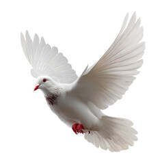 Obraz premium bird of peace; white flying dove on transparent background