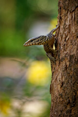 Clouded monitor Varanus nebulosus is monitor lizard native to Myanmar, Thailand and Indochina to West Malaysia, Singapore, Java, Sumatra, Vietnam., excellent tree climbers.