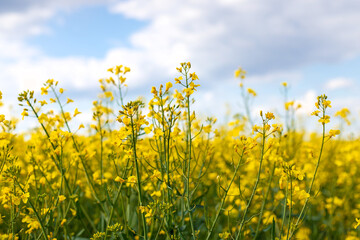 Mustard field blooming yellow. Selective focus.