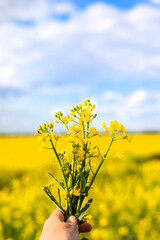 Mustard field blooming yellow. Selective focus.