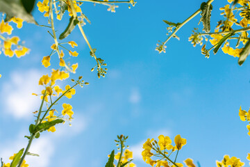 Obraz premium Mustard field blooming yellow. Selective focus.