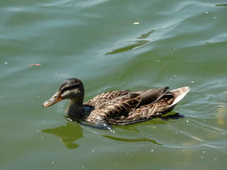 An adult duck with speckled dark brown feathers and an orange bill swimming on calm water The duck is interacting with the viewer, creating a sense of connection