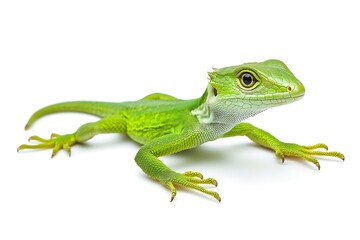 Obraz premium Small Monitor Lizard Close-Up