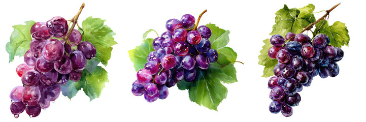 Fototapeta premium Grapes, Isolated on transparent Background
