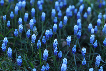 Bright blue flowers in early spring. Muscari or mouse hyacinth. Beautiful blue flowers with...