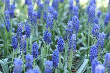 Obraz premium Bright blue flowers in early spring. Muscari or mouse hyacinth. Beautiful blue flowers with selective focus. Glade of muscari. Armenian adder's onion. Close-up of blue flowers. Nature background