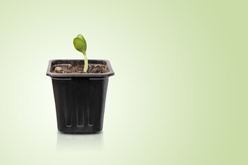 Plant growth evolution from seed to sapling. Young green seedling are growing from the rich soil in sunlight. Business growth, success, development and profit. Gardening concept