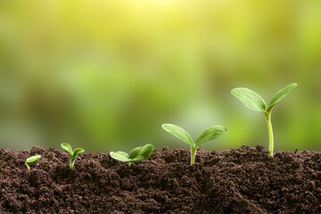 Plant growth evolution from seed to sapling. Young green seedling are growing from the rich soil in sunlight. Business growth, success, development and profit. Ecology and business concept.