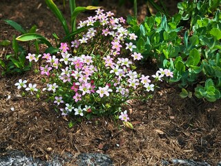 Pink saxifrage. A beautiful decoration for a flower bed. A multitude of pink totems.