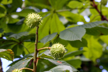 
A close-up shows green, prickly horse chestnut fruits hanging on branches among large, green leaves.