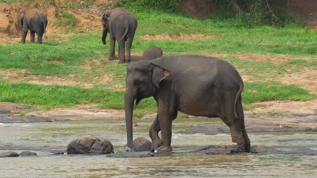 Elephant dipped trunk into water to get water to drink. Elephant standing in flowing waters of maha oya river. Animal cooling down at pinnawala elephant orphanage in lush sri lankan landscape.