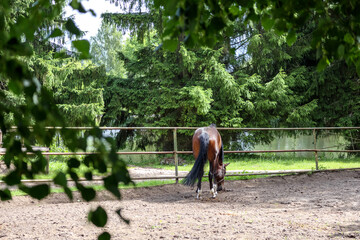
a horse grazing in a sandy paddock surrounded by trees and a fence.