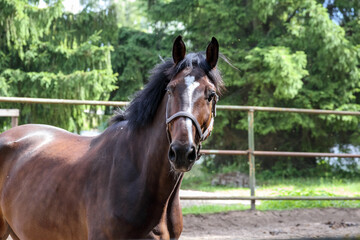 Naklejka premium A brown horse moving in a riding arena.
