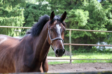 Obraz premium A brown horse moving in a riding arena with green trees and a white fence in the background.