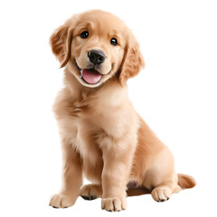 Golden retriever puppy sitting cute fluffy young dog pet animal