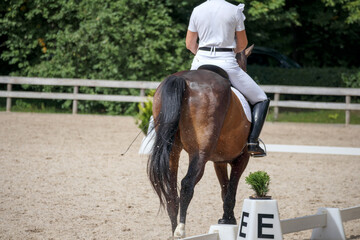 
A rider sitting on a brown horse, and the horse is moving in a riding arena with green trees and...