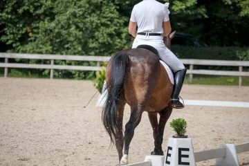 Fototapete  A rider sitting on a brown horse, and the horse is moving in a riding arena with green trees and white fencing in the background. © Jorens
