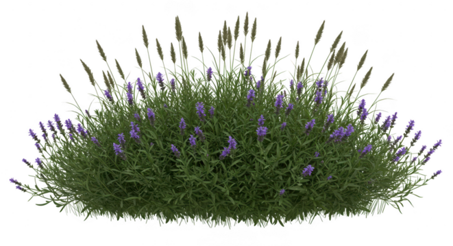 Lavender bush with grass isolated on transparent background - Powered by Adobe