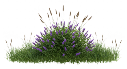 Lavender bush with grass isolated on transparent background