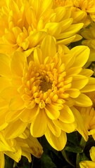 Yellow dahlia flower