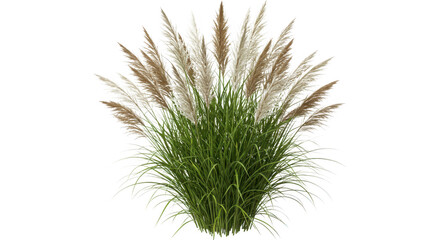 Pampas grass plant with green leaves isolated on transparent background