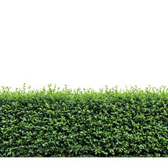 Green hedge row foliage isolated on transparent background