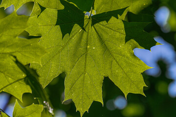 Close-up photograph of maple tree leaves, rich green with yellow edges, blurred natural background, dew or water droplets, veining pattern, translucent quality, ground perspective, diffuse sunlight