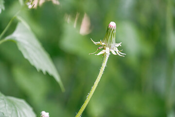 Close-up of a budding flower with pink petals, white tips, and a yellow stamen on a green stem, set against a lush backdrop of various greens in an outdoor environment