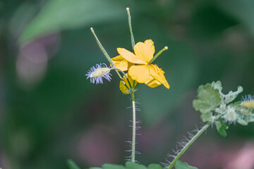 Close-up image of three flowers against a lush green background, emphasizing detail and texture...