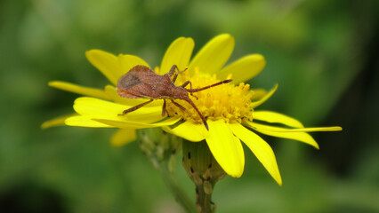 Dock bug (Coreus marginatus) on Oxford ragwort flower