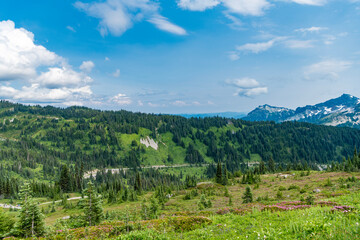 Obraz premium Forest nature with mount. Green valley landscape. Nature in mountain countryside. Landscape countryside valley. Mountain valley. Pine tree and mountain landscape with forest. Idyllic rural backdrop