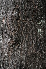 Embossed texture of the bark of tree. Panoramic photo of the tree texture. Background wood, wood texture