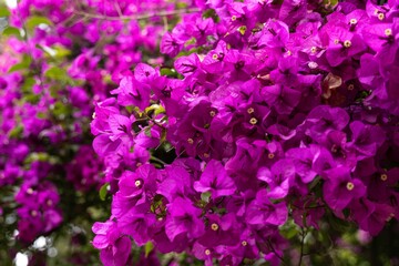 Fototapeta premium Bougainvillea in bloom. Bougainvillea