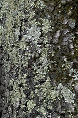 Vibrant green moss covering the rough bark of a tree trunk, highlighting the textures and details of a lush forest ecosystem..