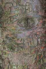 Embossed texture of the bark of tree. Panoramic photo of the tree texture. Background wood, wood texture