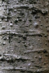 Embossed texture of the bark of tree. Panoramic photo of the tree texture. Background wood, wood texture