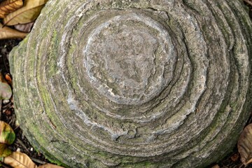 Fototapeta premium Embossed texture of the bark of tree. Panoramic photo of the tree texture. Background wood, wood texture