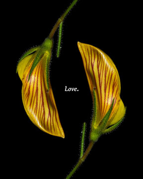 Love. Ononis. 