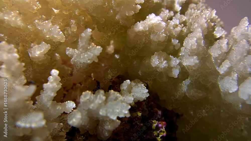 Poster detailed closeup of botryoidal aragonite mineral formation exhibiting a branching pattern, crystal s