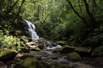 Obraz premium waterfall in the forest 