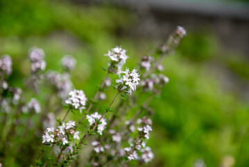 Pillow thyme, Thymus caespititius is a loosely cushiony subshrub with small, hairy, medium green...
