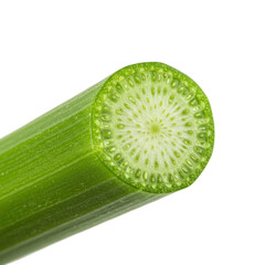 Closeup of a Cross Section of a Green Plant Stem