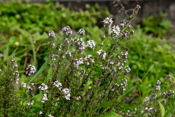 Pillow thyme, Thymus caespititius is a loosely cushiony subshrub with small, hairy, medium green...